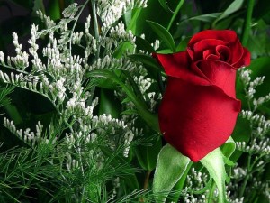 1stroses-red-green-beautiful-flowers_w725_h544